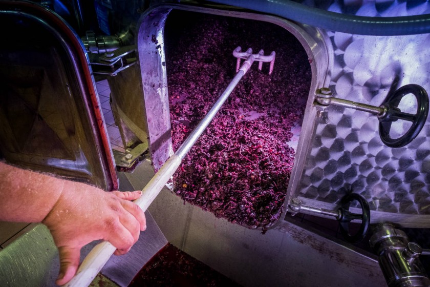 Processing and care of the vineyards of wine  | 