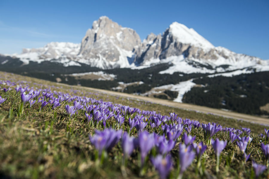 Alpe di Siusi in Primavera  | Helmuth Rier