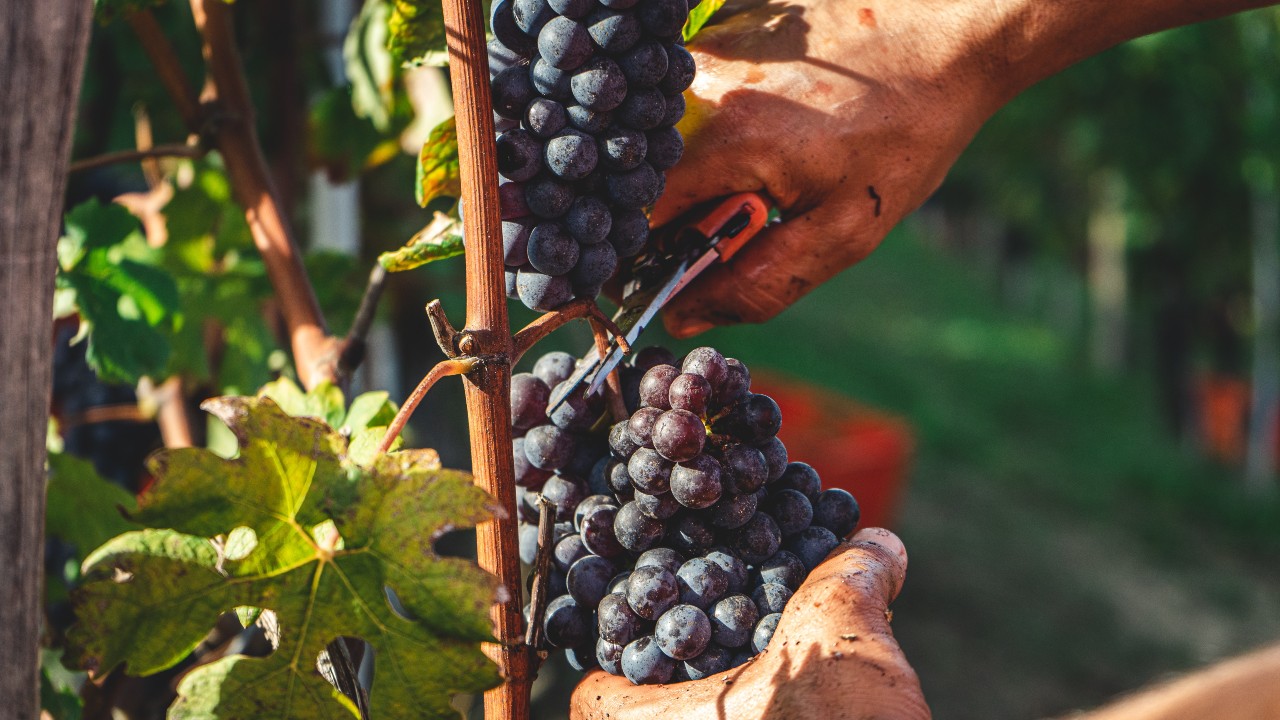 Raccolta dell'uva Nebbiolo a Serralunga d'Alba che servirà per produrre il Barolo  | Andrea Cairone/Unsplash