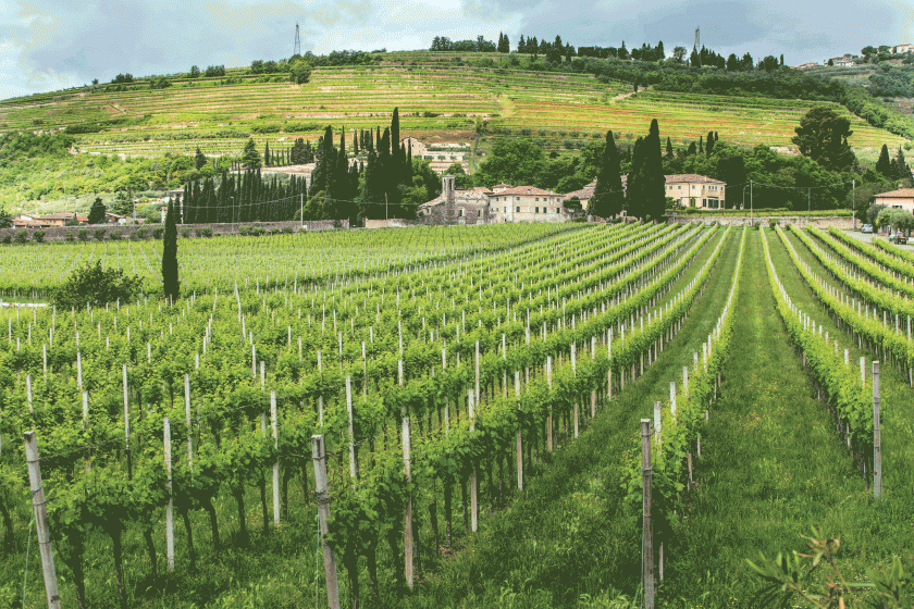  San Giorgio di Valpolicella, vigne  | 