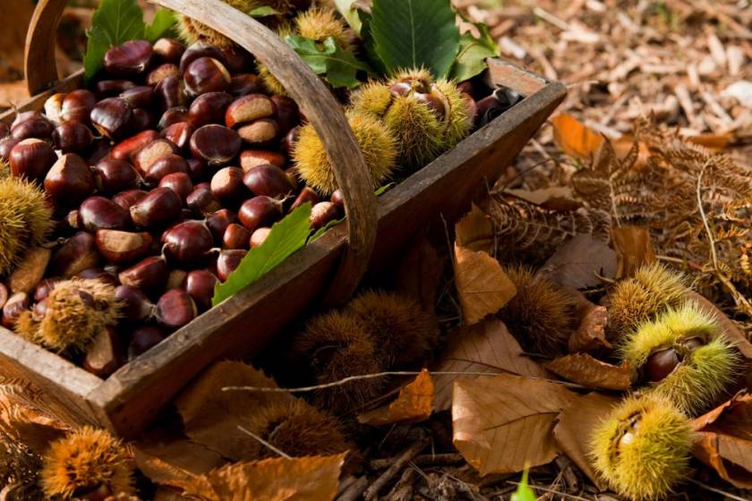 Where to collect chestnuts in Lombardy?