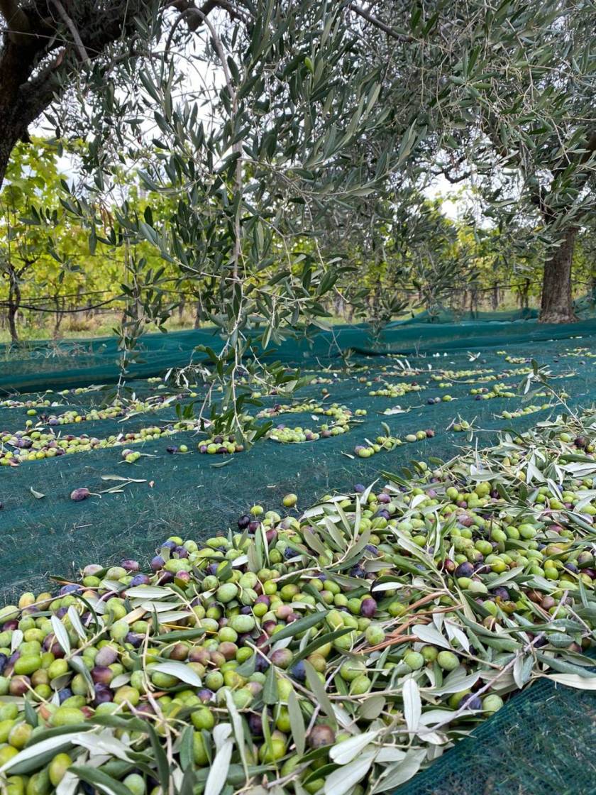 Organic farm Nardini Loretta