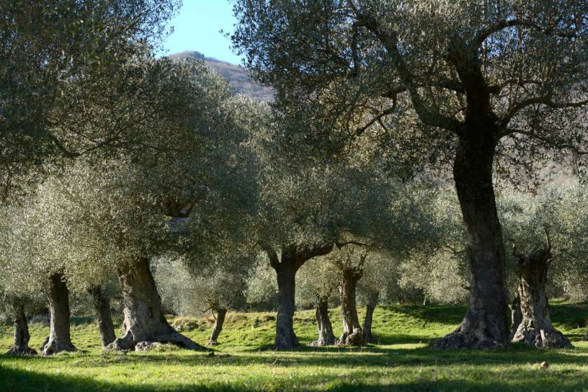Venafro Olive Tree Regional Park