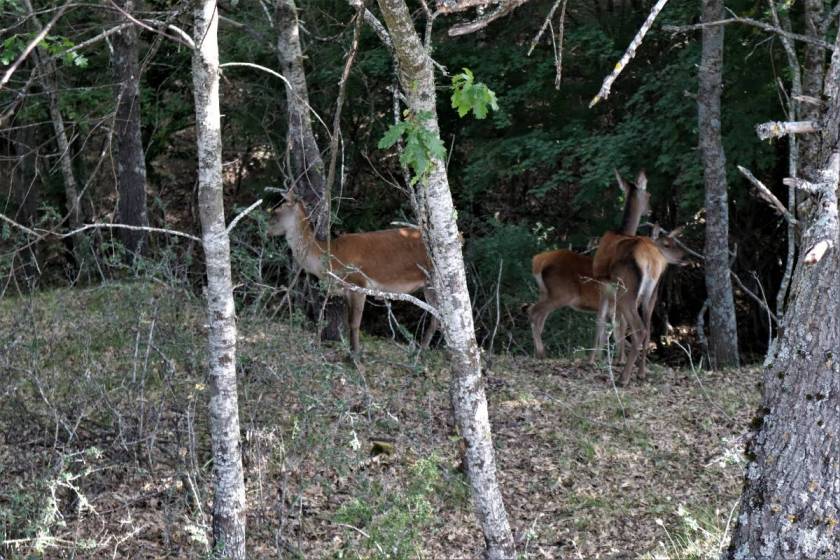 Deer Wildlife Area