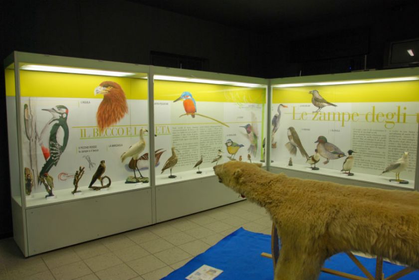 Luigi Scanagatta Civic Ornithological museum 