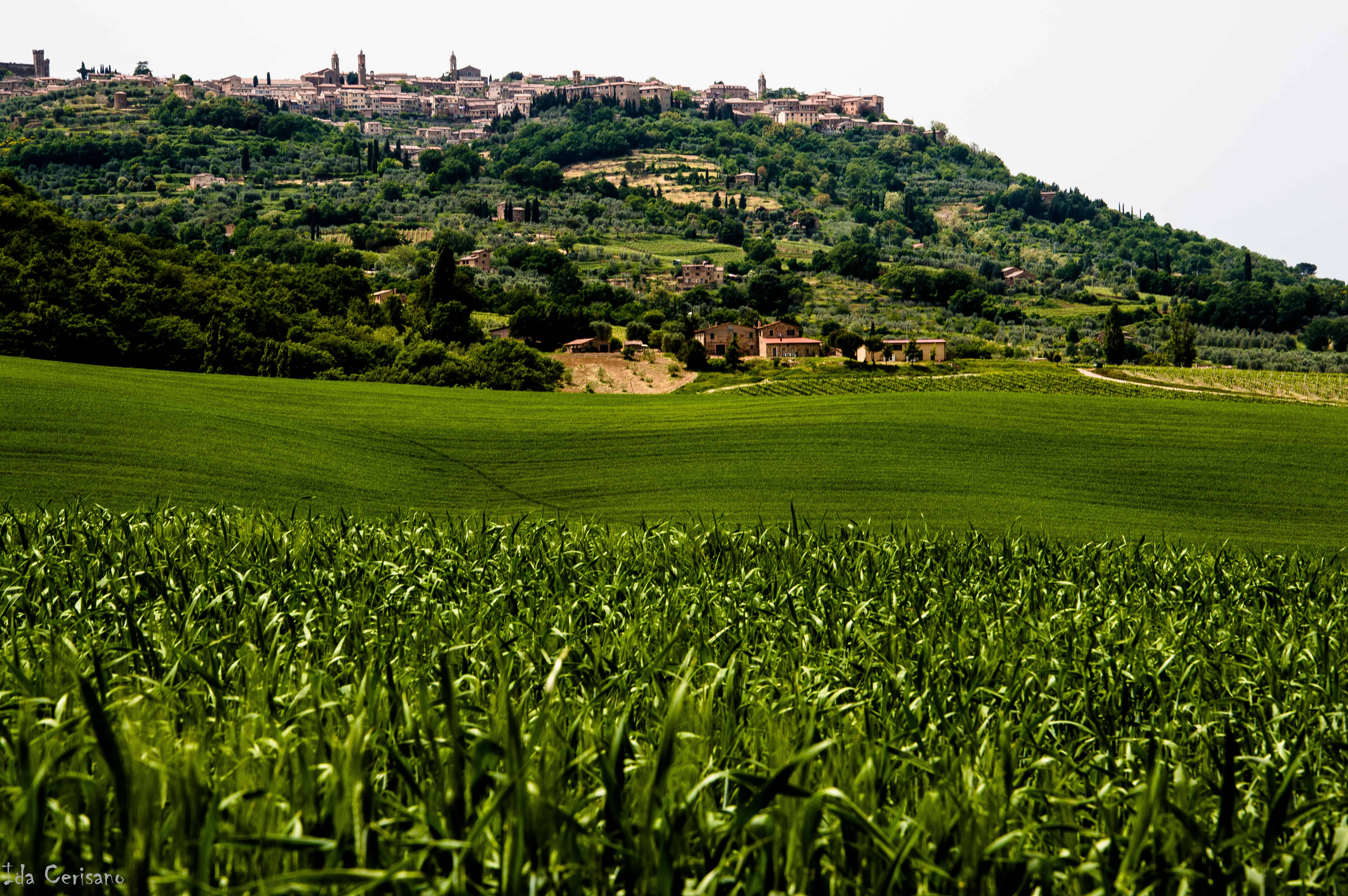Panorama di Montalcino  | Ida Cerisano - e-borghi Community