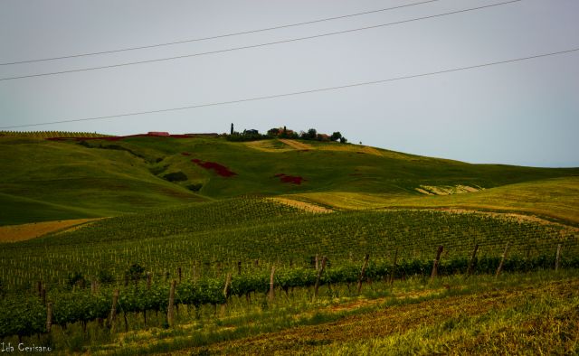 The Brunello vineyards  | Ida Cerisano - e-borghi Community